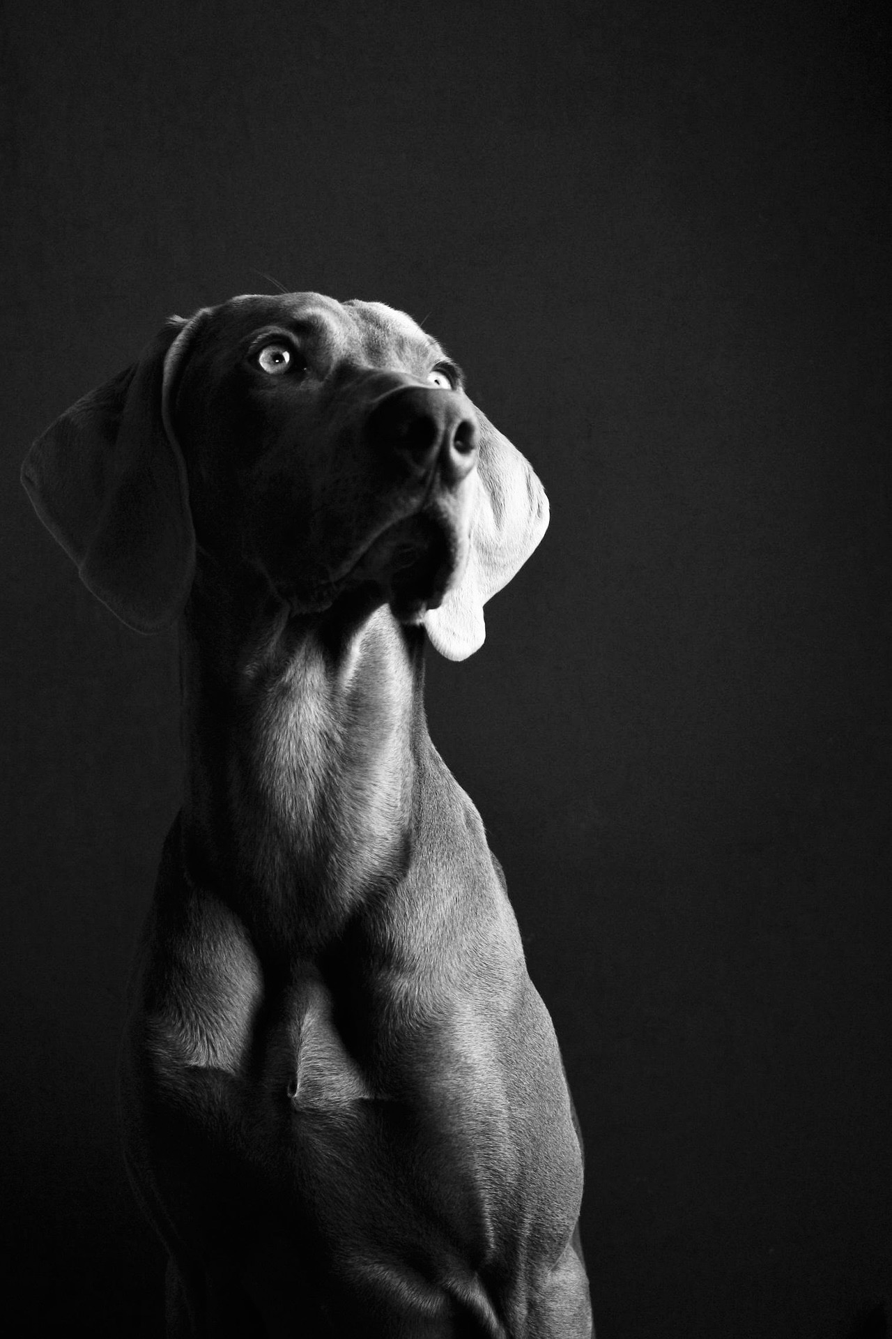 Weimaraner portrait in black and white