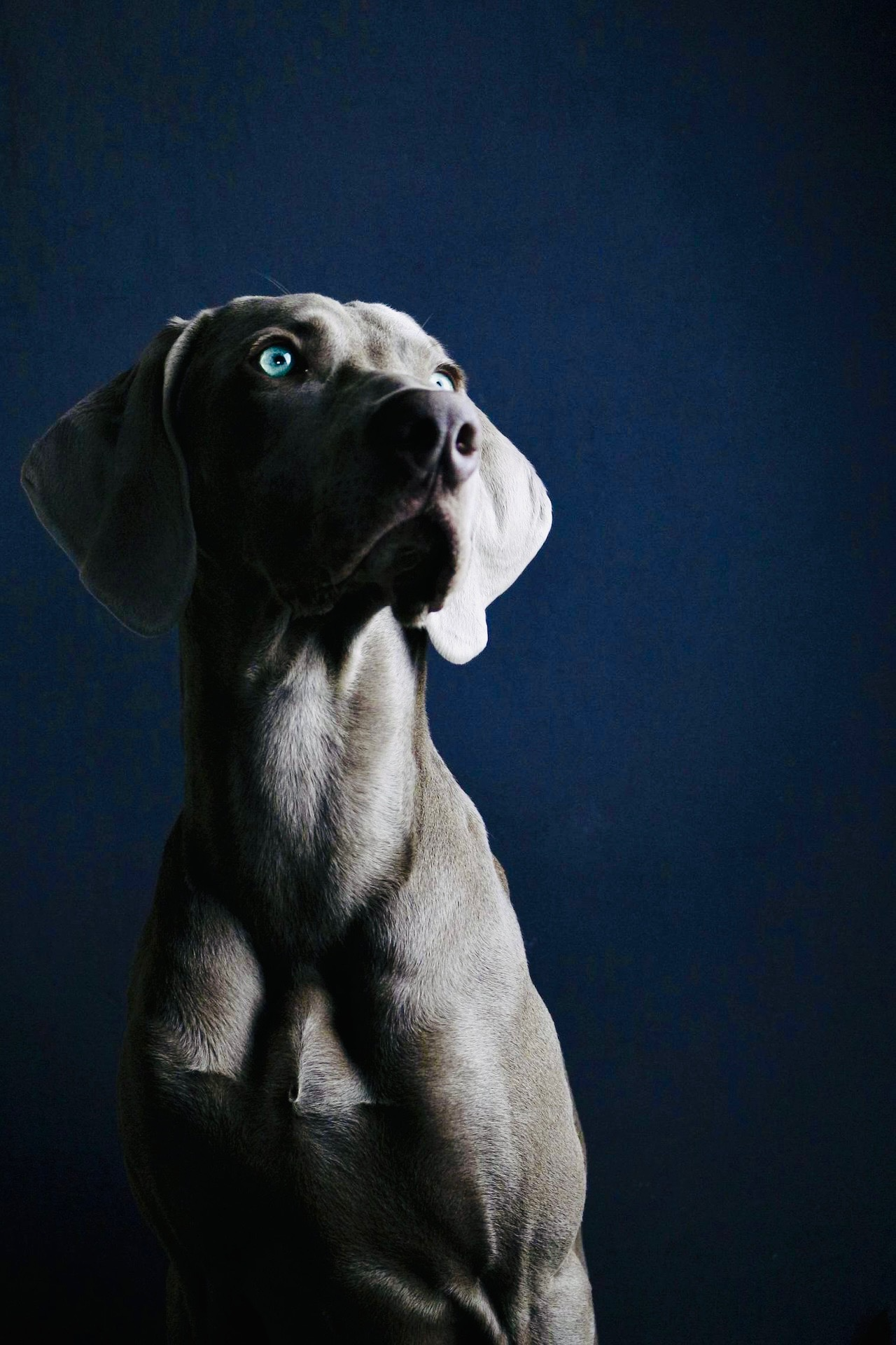 Weimaraner portrait in color